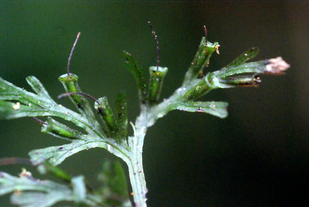 Trichomanes diaphanum other