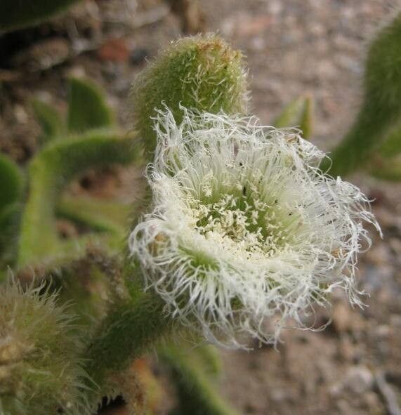 Mesembryanthemum barklyi flower