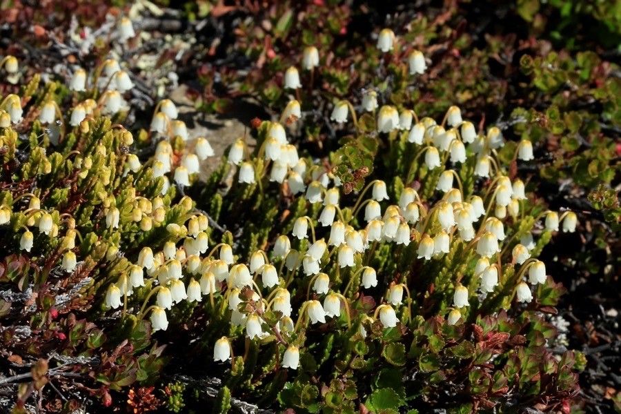 Harrimanella hypnoides flower