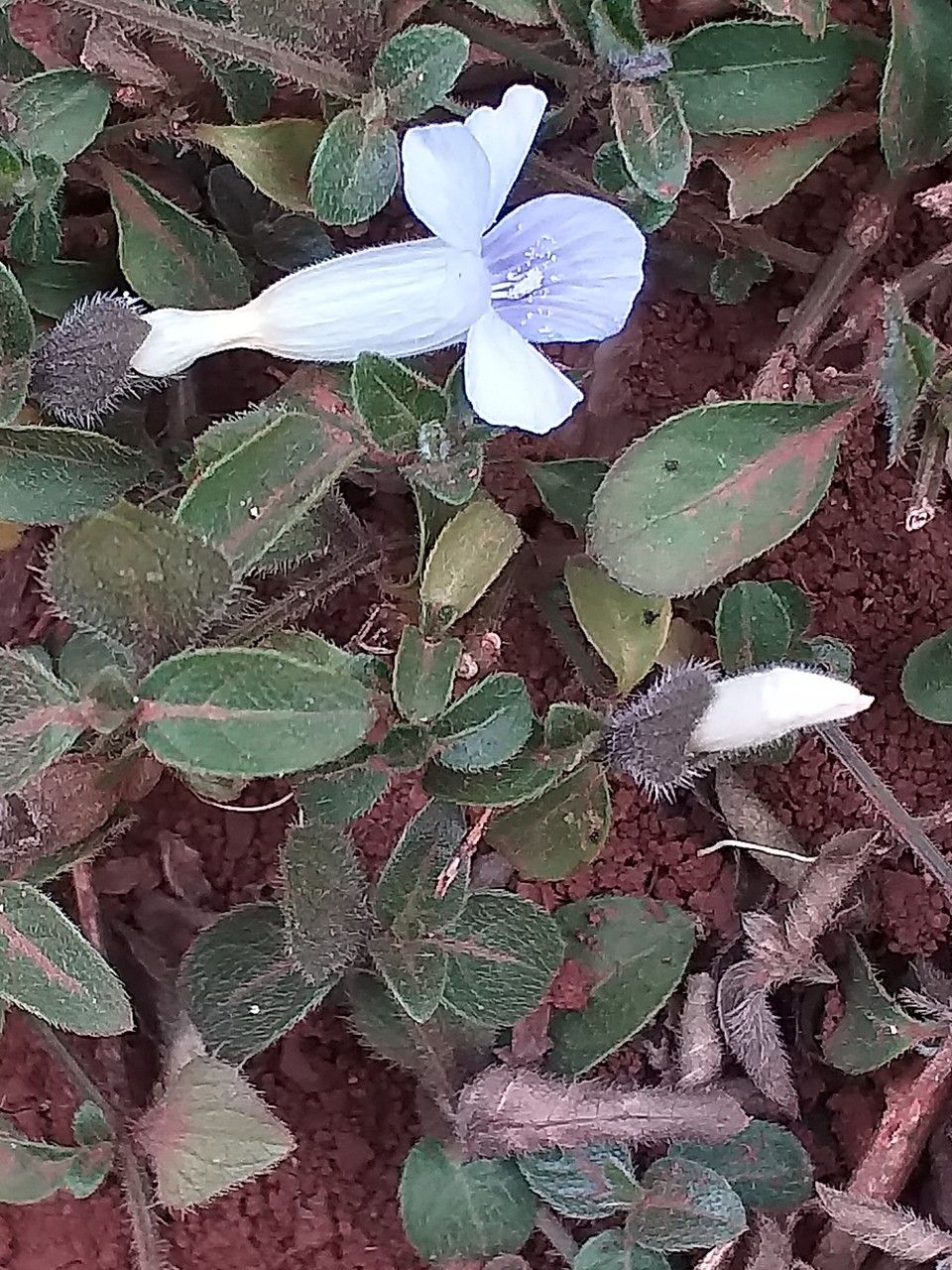 Barleria ventricosa — houseplant care guide
