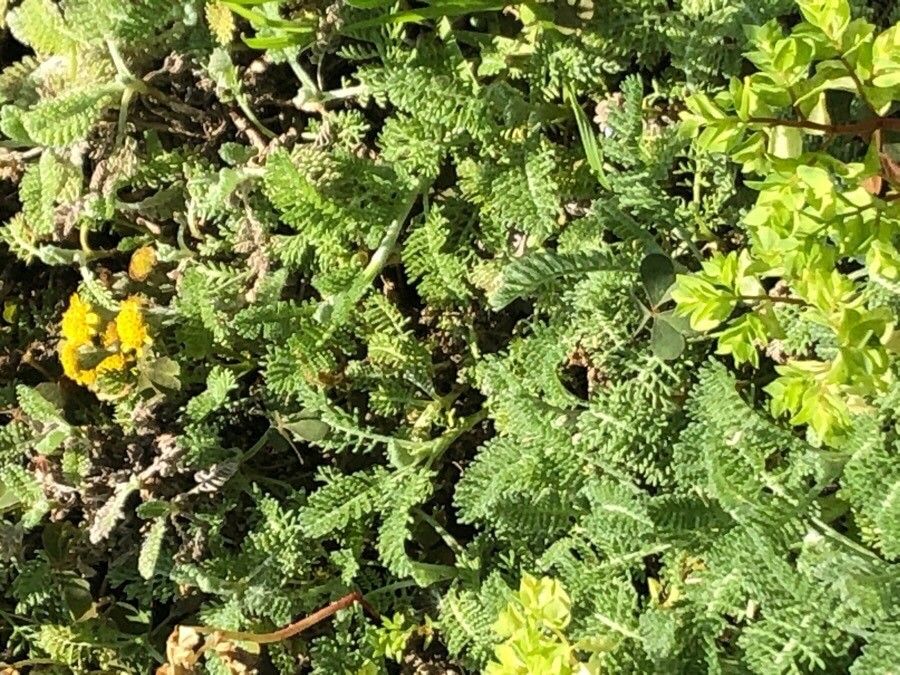 Tanacetum vahlii — search result for 'Tanacetum'