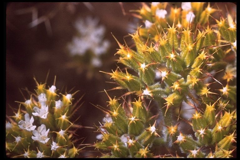 Chorizanthe blakleyi — related species from the same genus