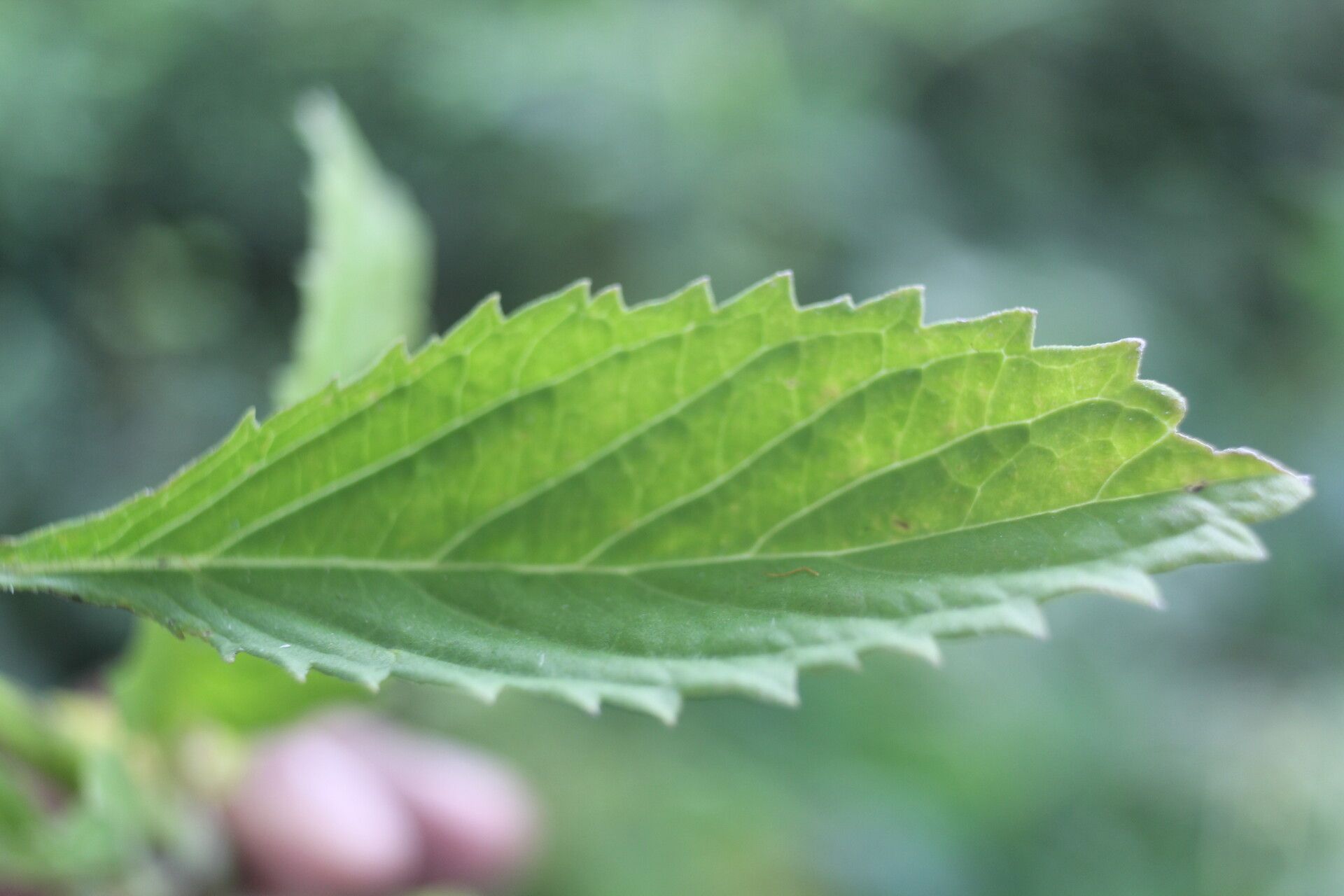 Stachytarpheta calderonii leaf