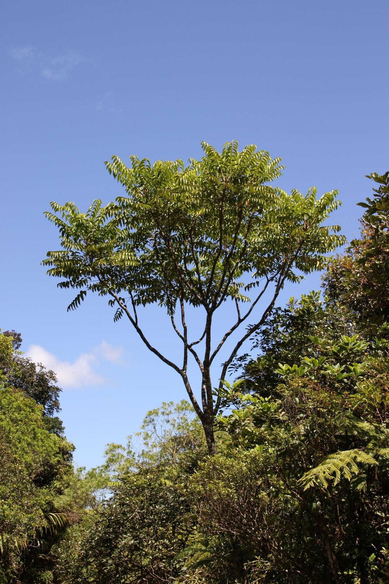 Polyscias bracteata habit
