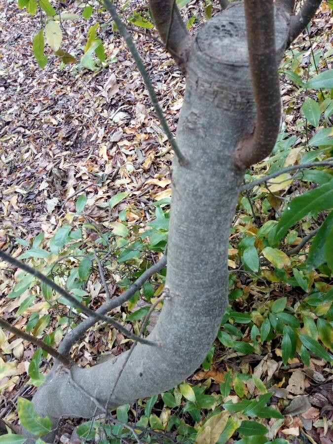 Ruprechtia salicifolia bark
