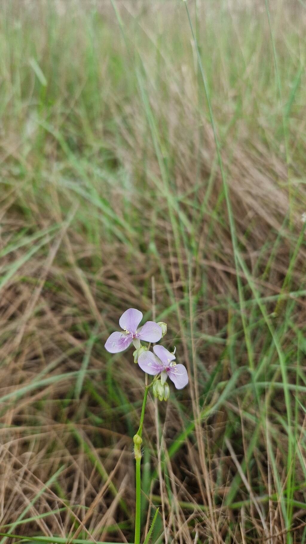 Murdannia simplex — houseplant care guide