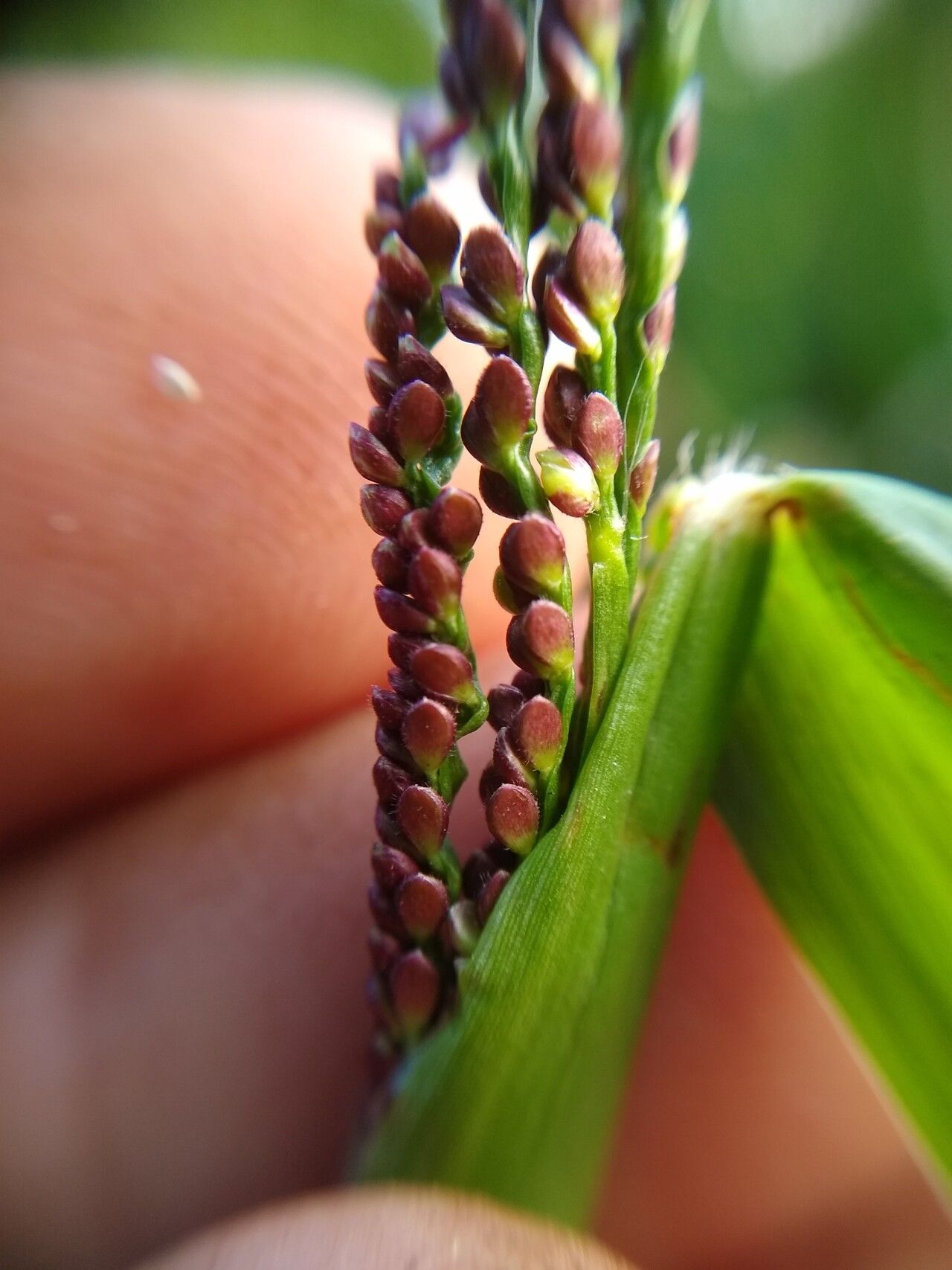 Paspalum maritimum fruit