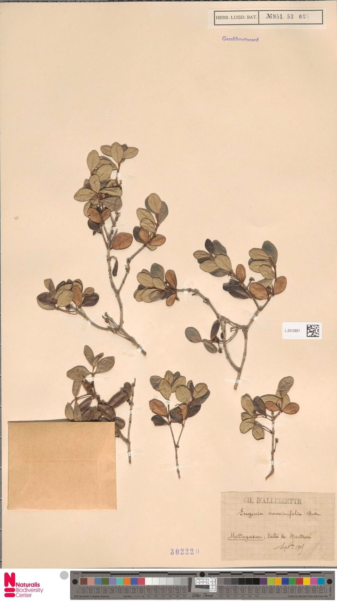 Syzygium loiseleurioides — houseplant care guide