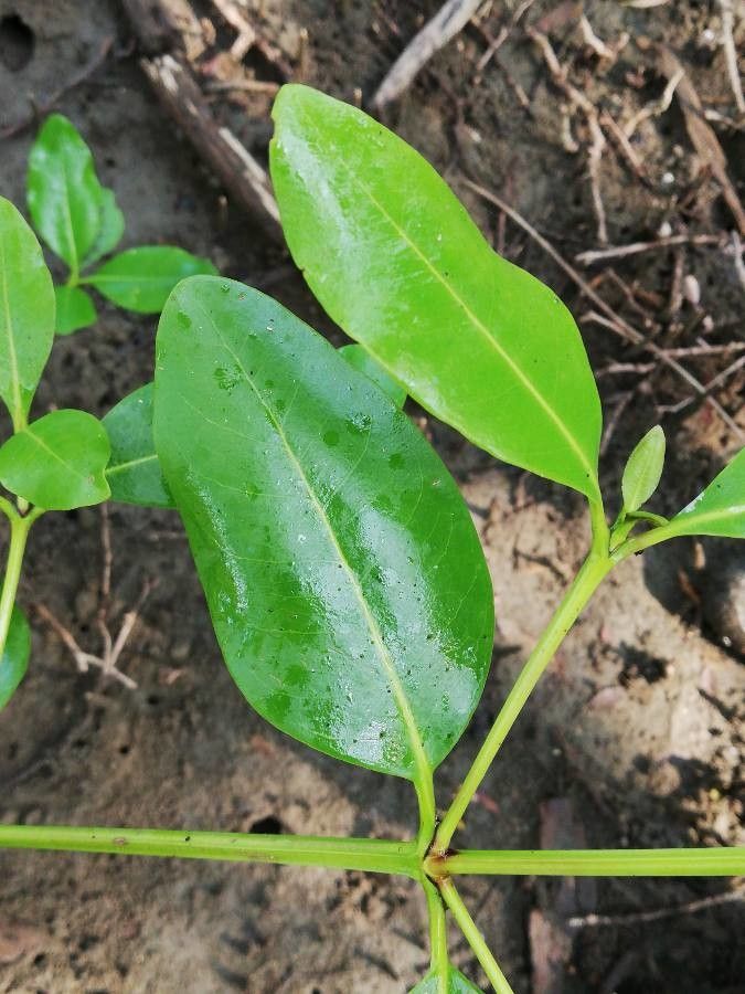 Avicennia bicolor leaf