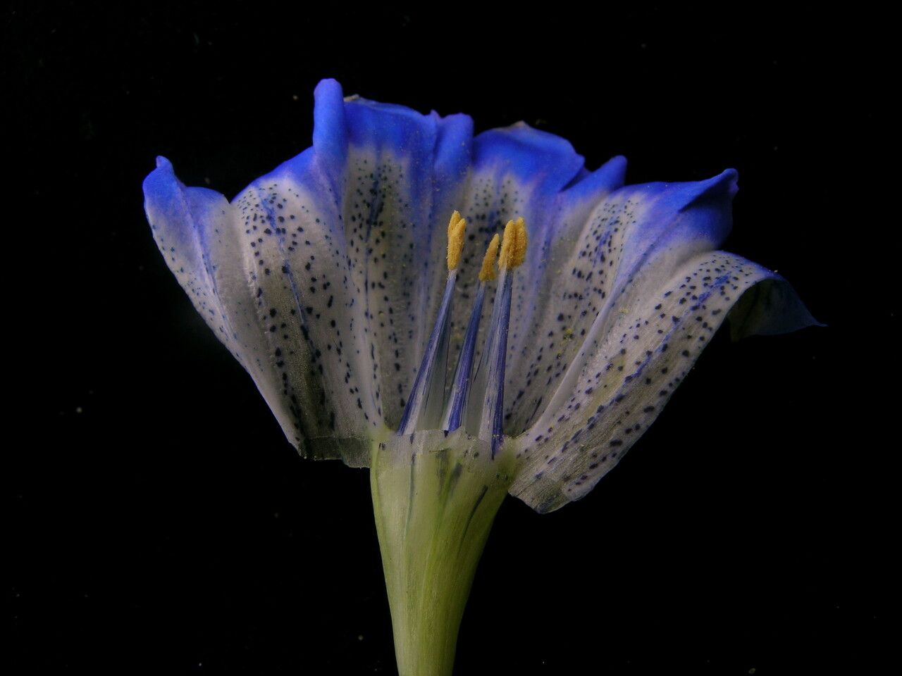 Gentiana meiantha — houseplant care guide