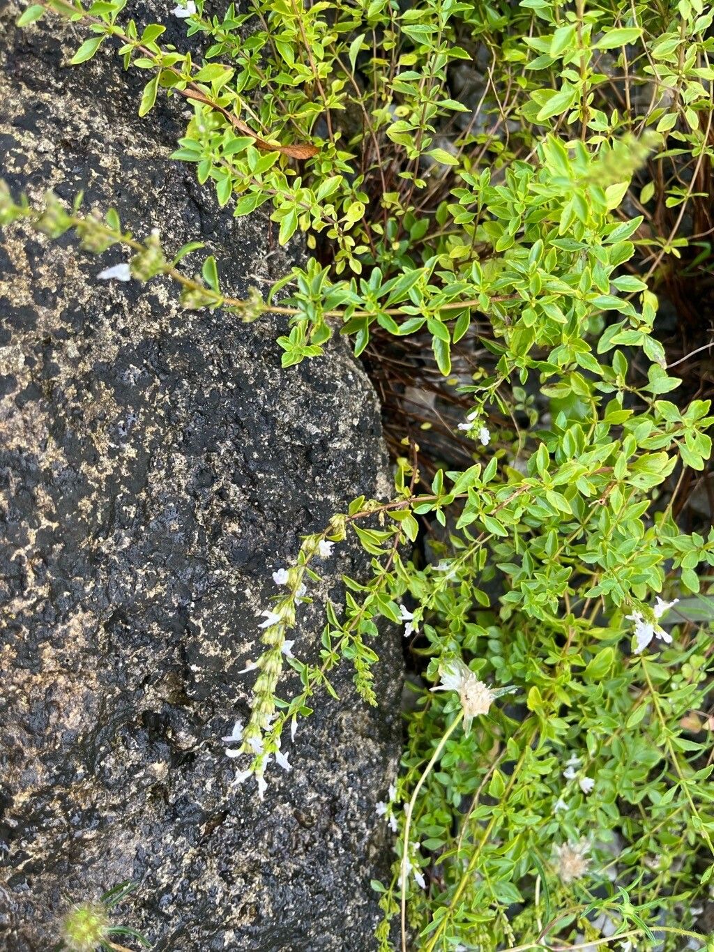 Clinopodium dalmaticum habit
