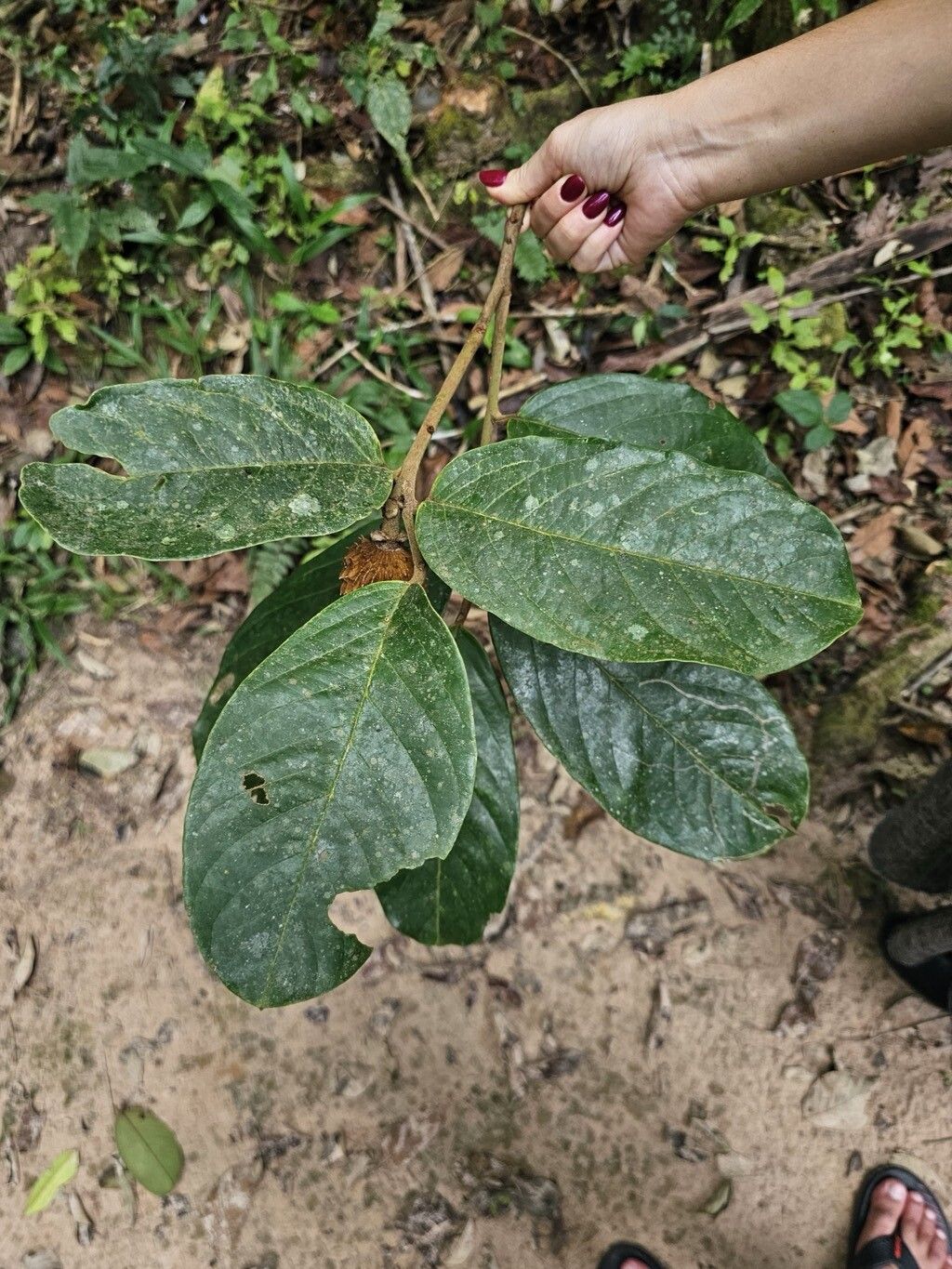 Annona excellens — search result for 'Annona'