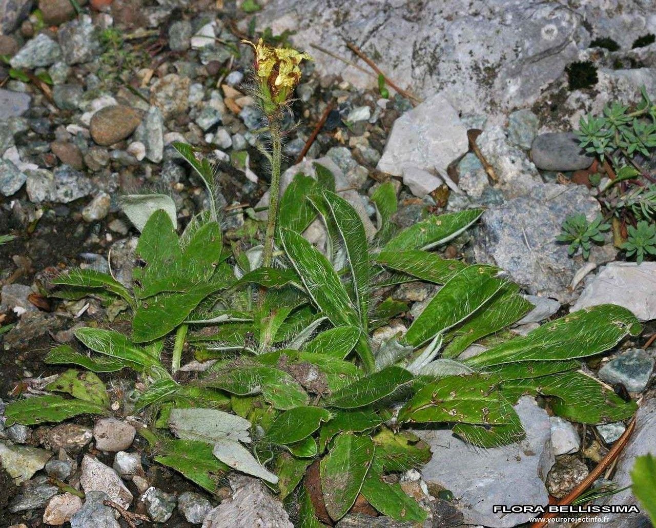 Pilosella peleteriana habit