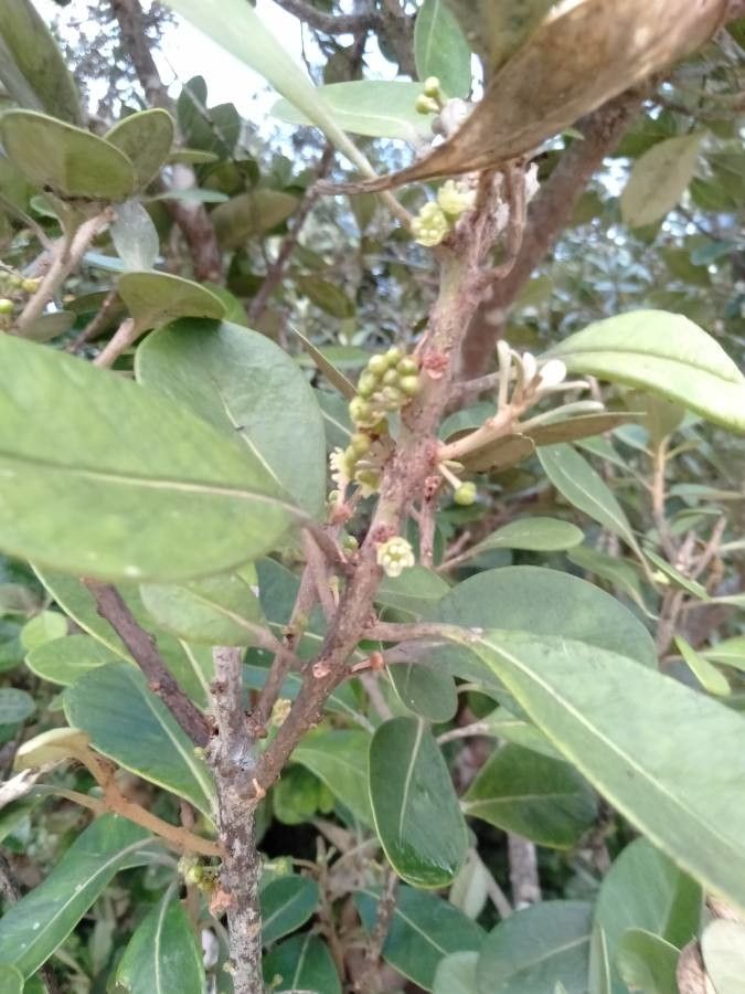 Planchonella obovata fruit
