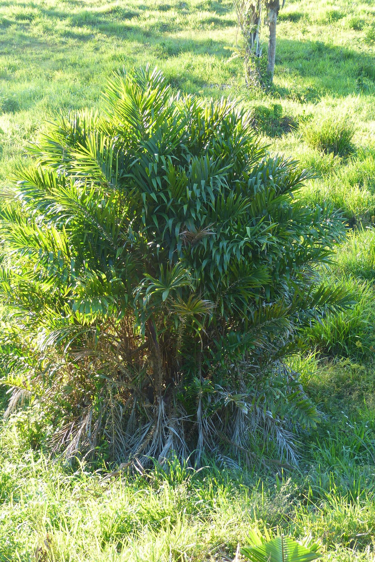 Bactris maraja habit