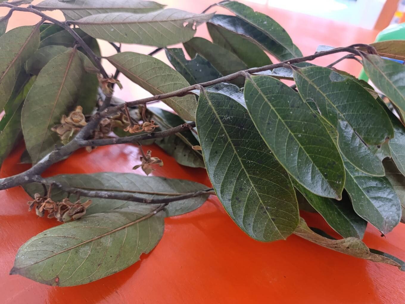 Guatteria aberrans — related species from the same genus