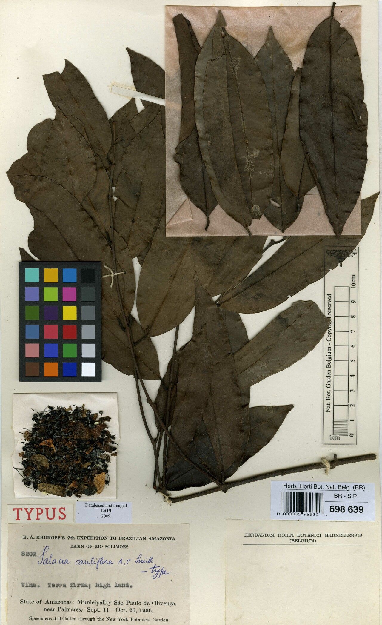 Salacia cauliflora leaf