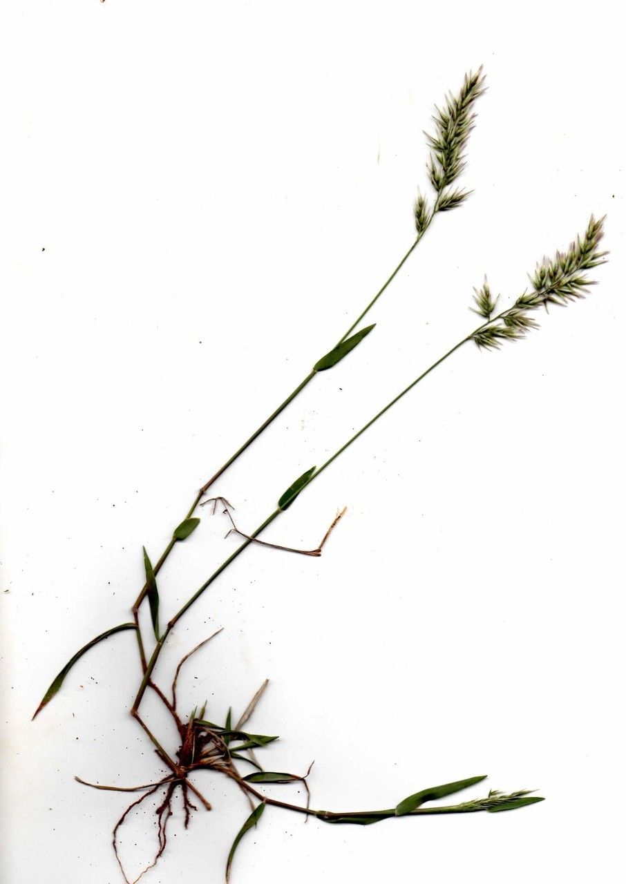 Enneapogon persicus other