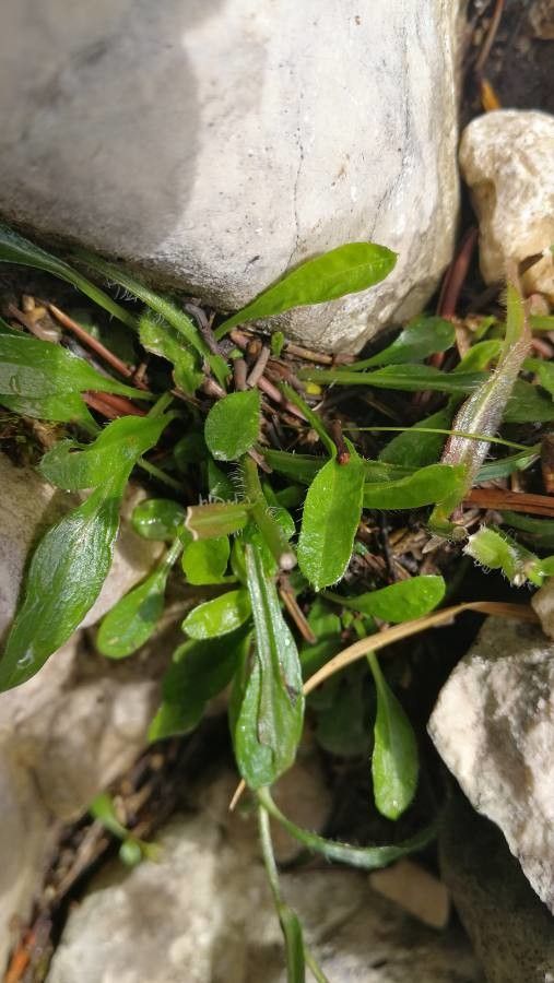 Erigeron schleicheri — search result for 'Erigeron'