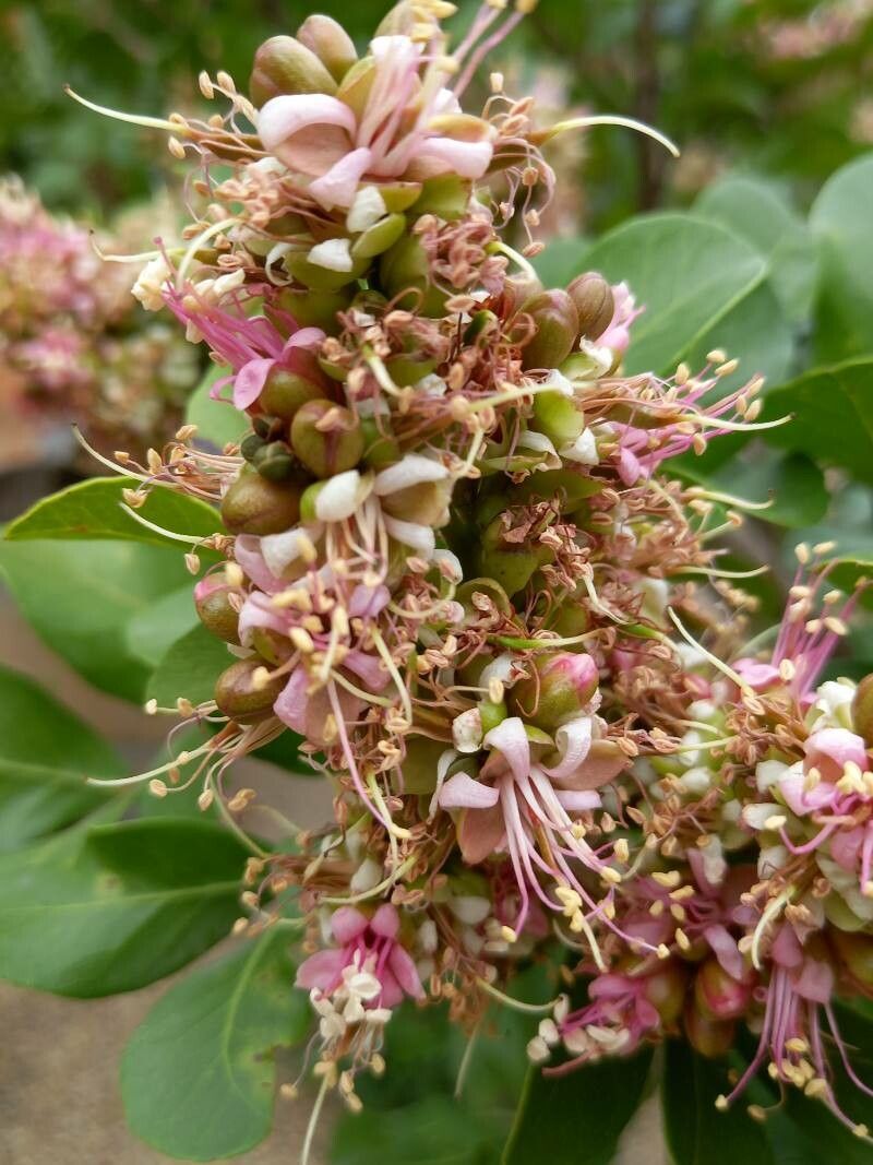 Schotia latifolia flower