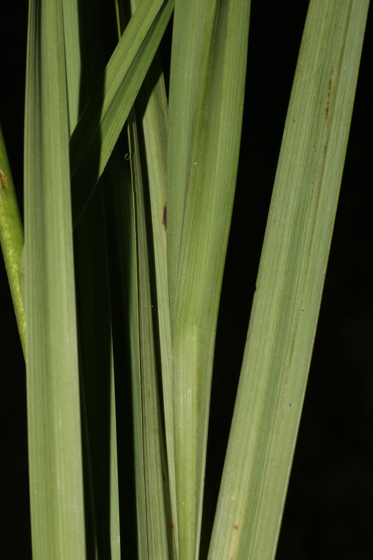 Schoenocaulon officinale leaf