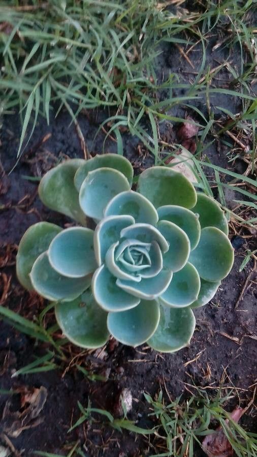 Echeveria australis — search result for 'Echeveria'
