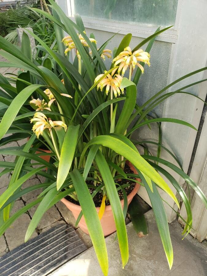 Clivia gardenii habit