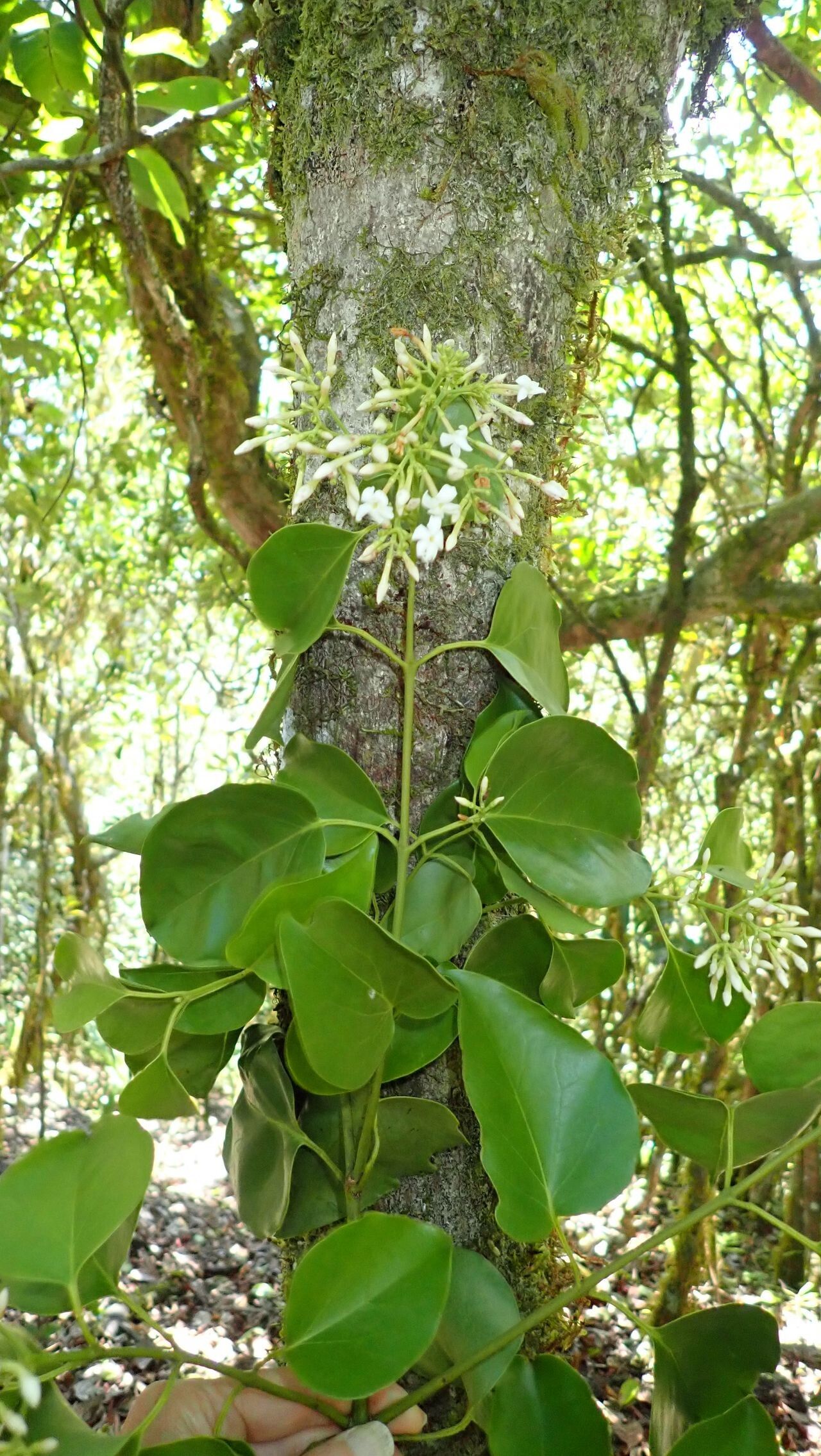 Jasminum mackeeorum — houseplant care guide