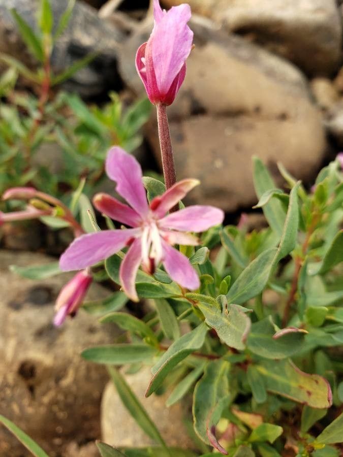 Clarkia rhomboidea flower
