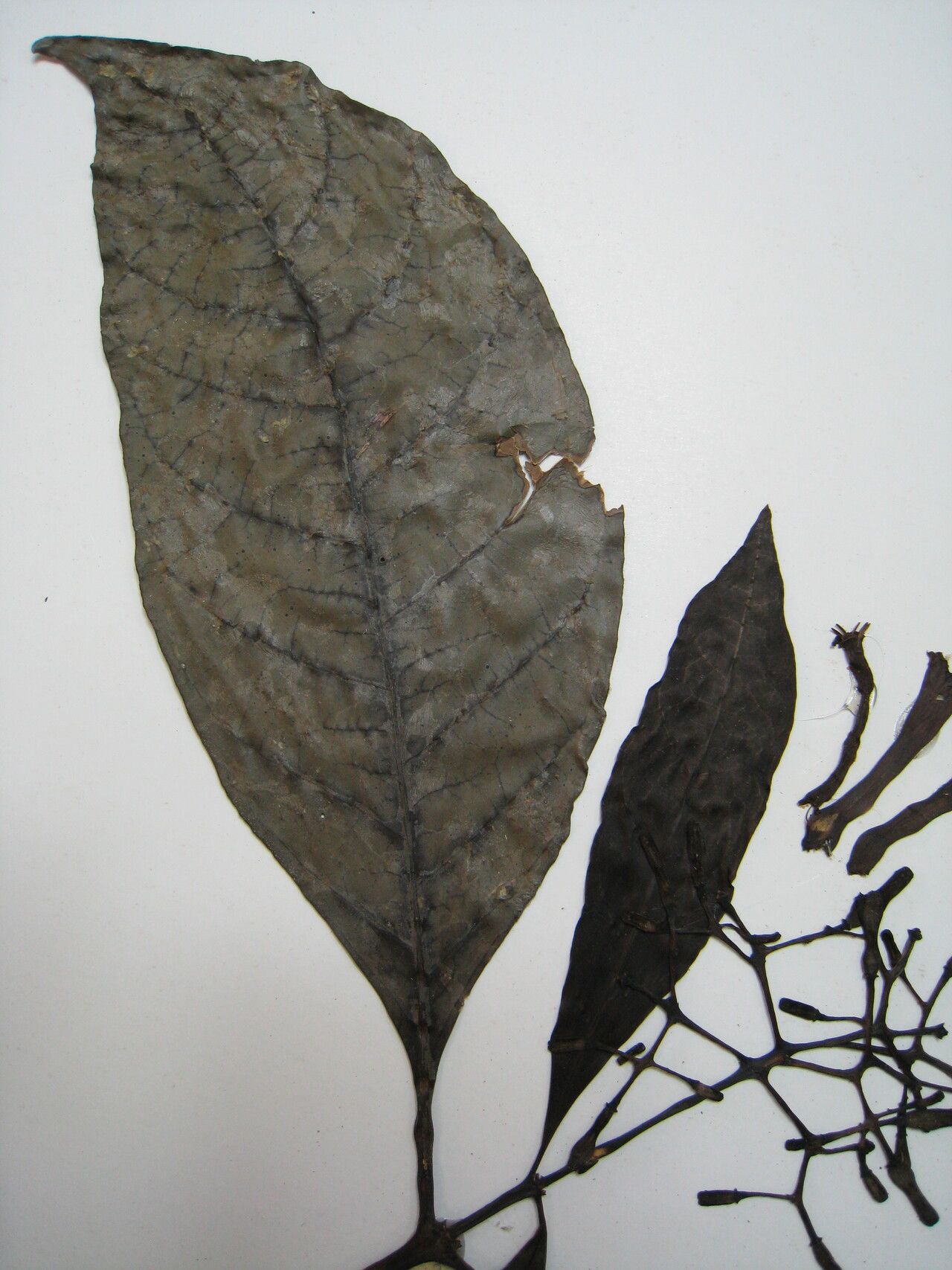 Palicourea amapaensis other