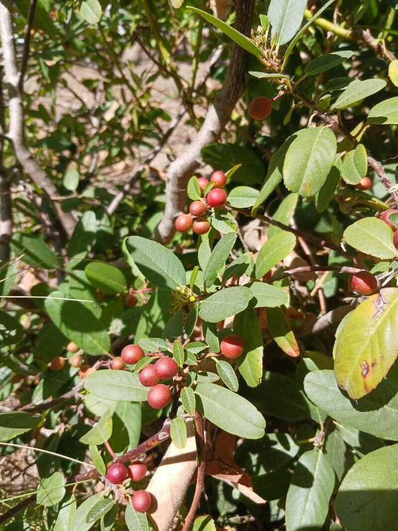 Frangula californica
