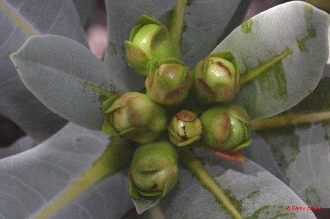 Xanthostemon glaucus fruit