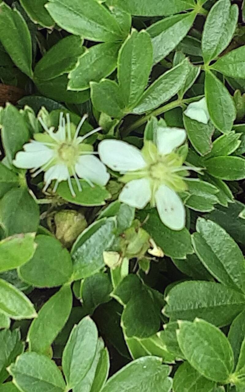 Sibbaldia tridentata flower