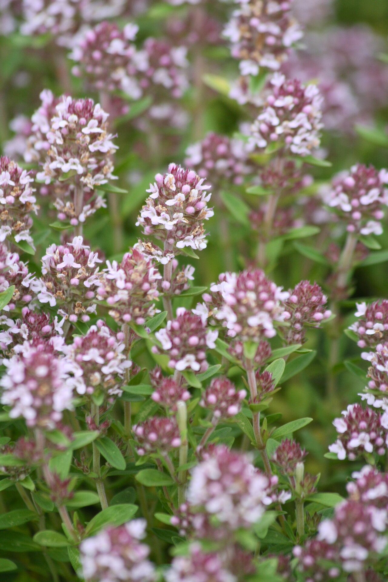 Thymus sibthorpii flower