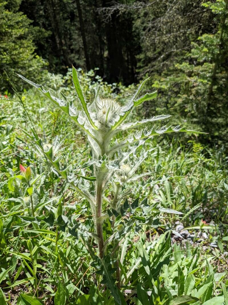 Cirsium hookerianum — search result for 'Cirsium'