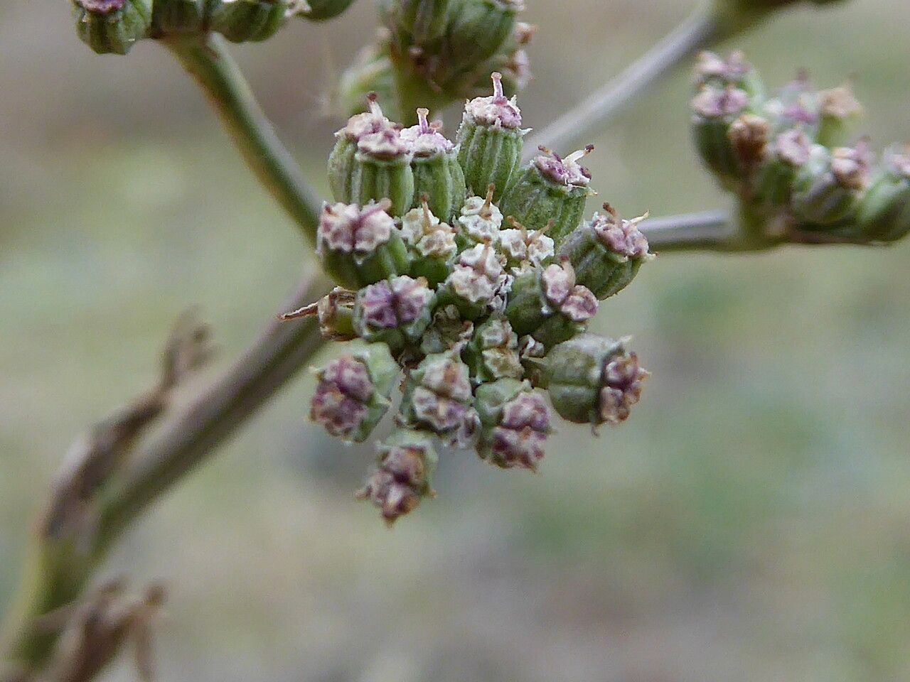 Seseli tortuosum fruit