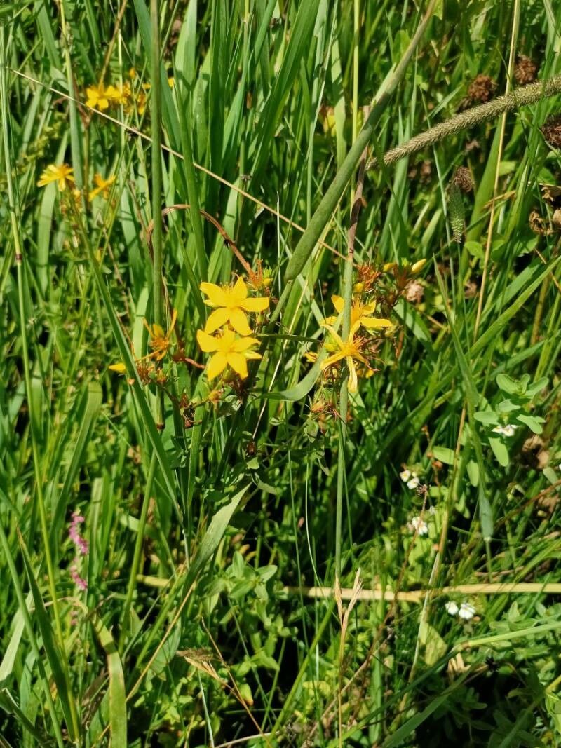 Hypericum himalaicum — houseplant care guide