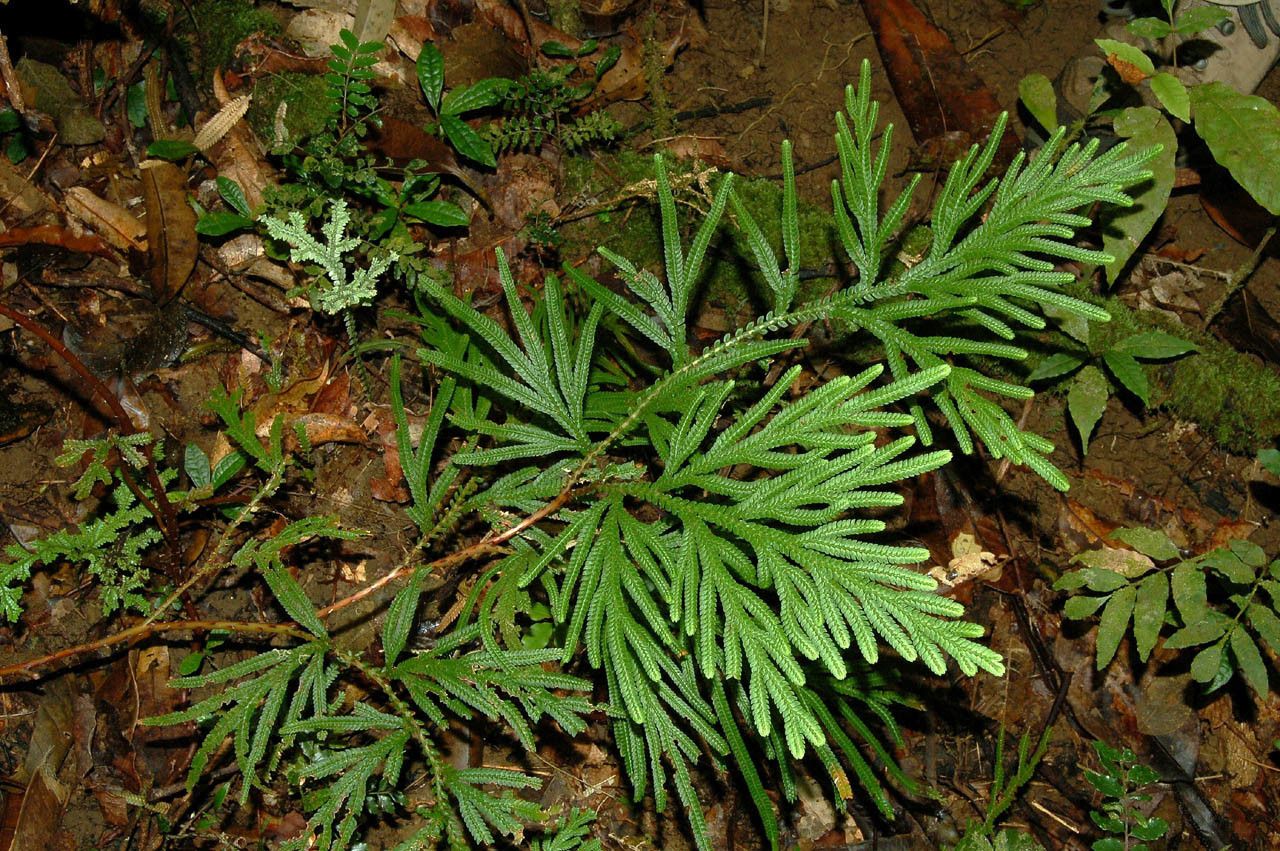Selaginella megastachya habit