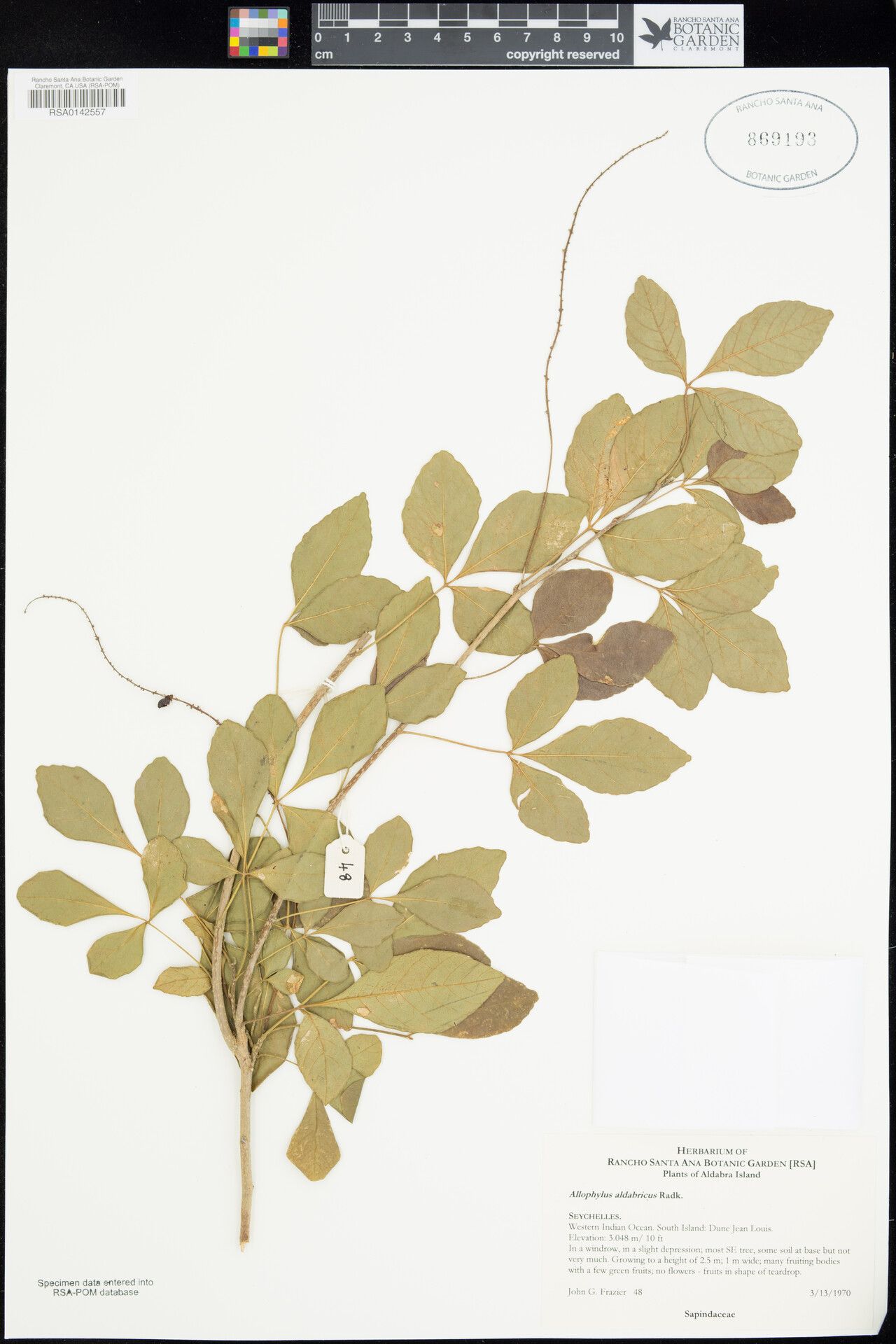 Allophylus aldabricus — related species from the same genus