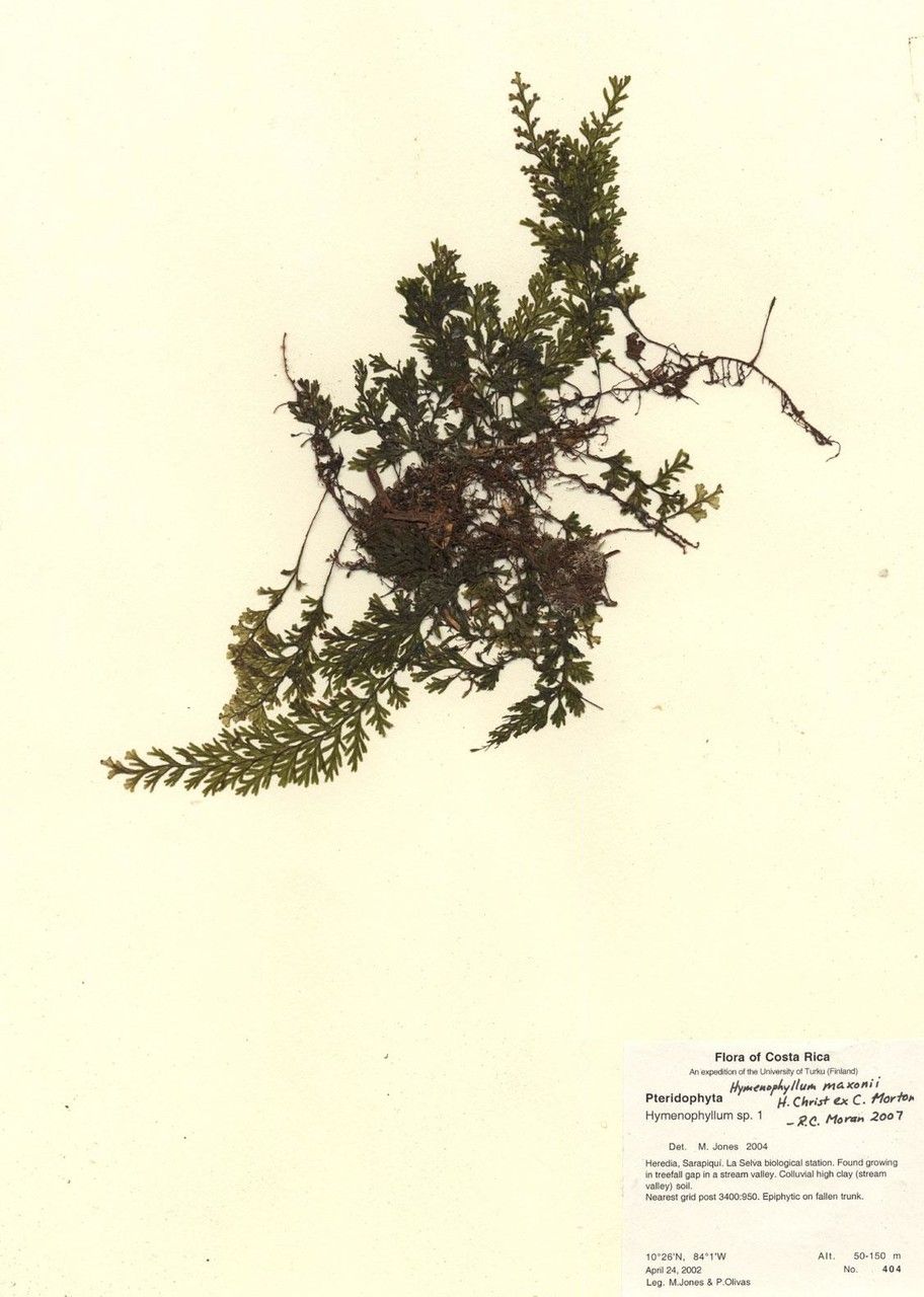 Hymenophyllum maxonii other