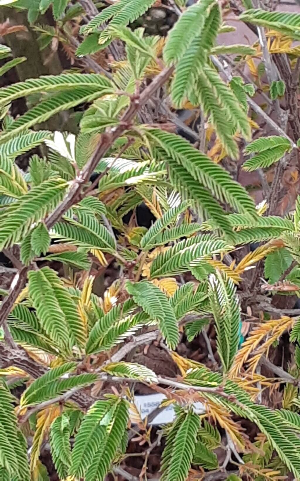 Calliandra spinosa — houseplant care guide