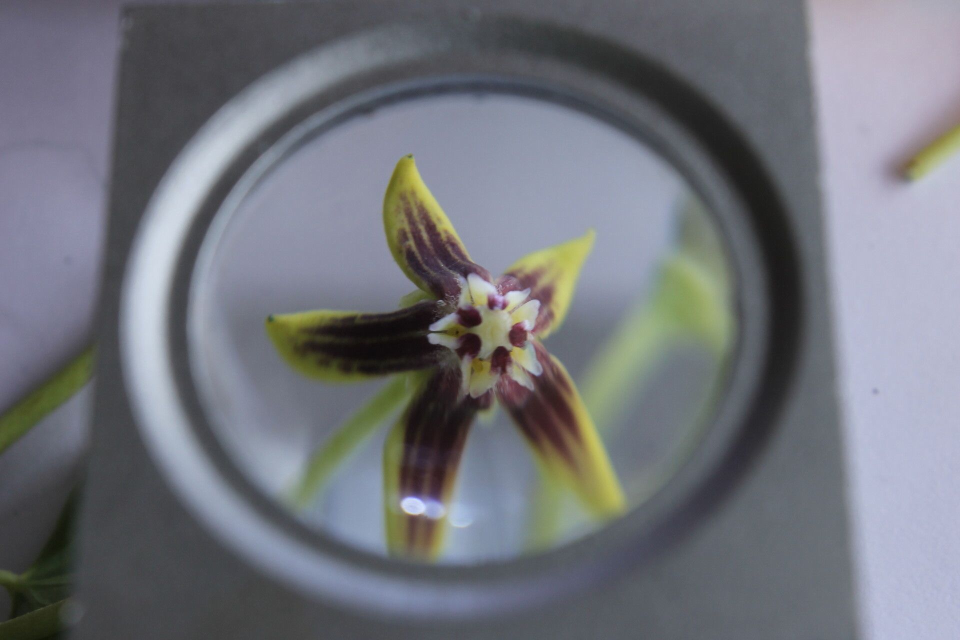 Cynanchum montevidense flower