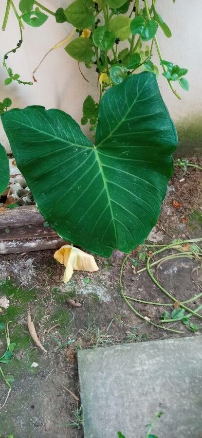Xanthosoma taioba flower