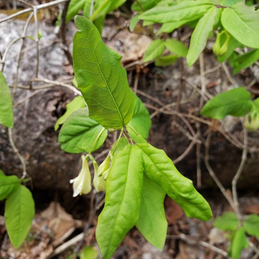 Lonicera utahensis leaf