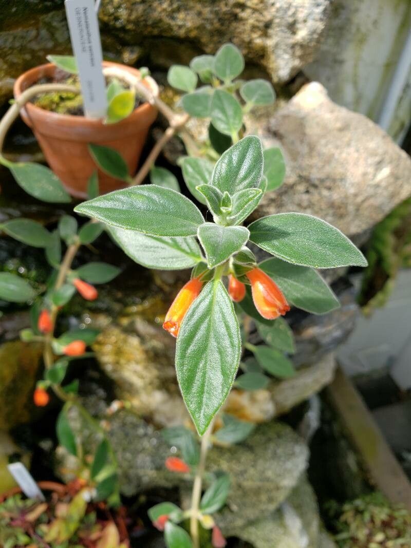 Nematanthus sericeus — search result for 'Nematanthus'