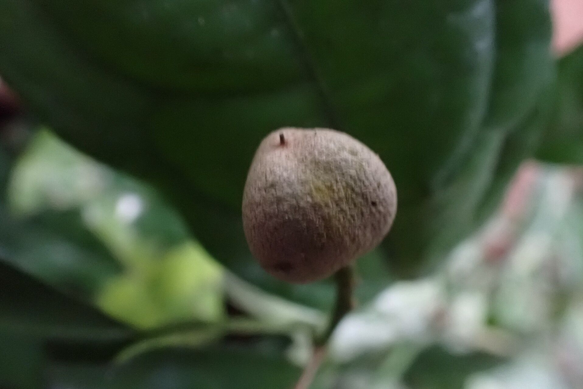 Rinorea cerasifolia fruit
