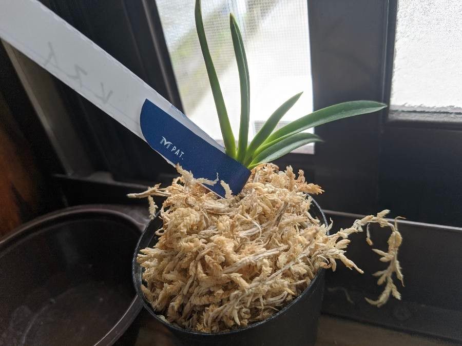 Vanda falcata — search result for 'Vanda'