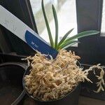 Vanda falcata