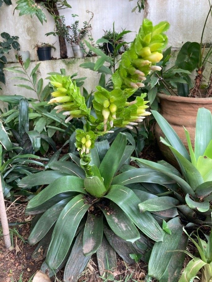 Vriesea heliconioides flower