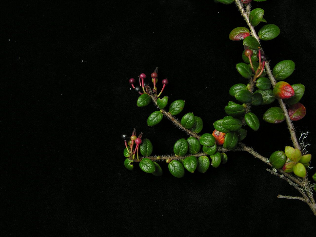 Vaccinium nummularia habit